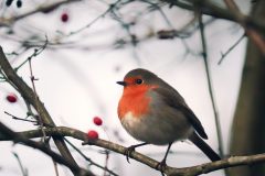 Bird Robin original picture