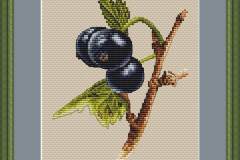 A blackcurrant wish - final image in frame