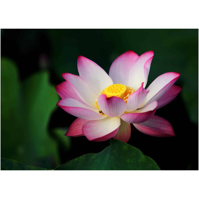 Pink and white lotus original image