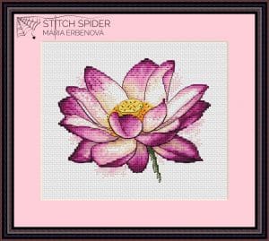 Pink lotus in frame
