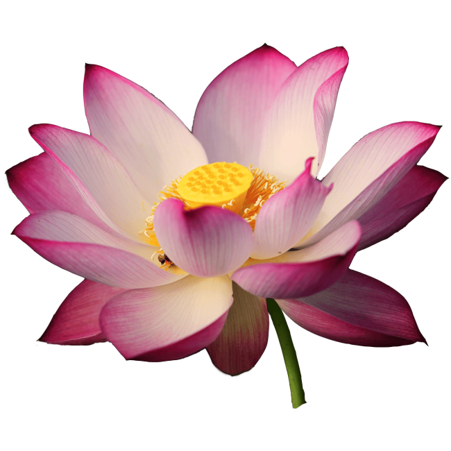 Pink and white lotus original image