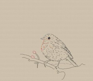 robin_sketch