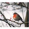 Robin - original image from Pixabay