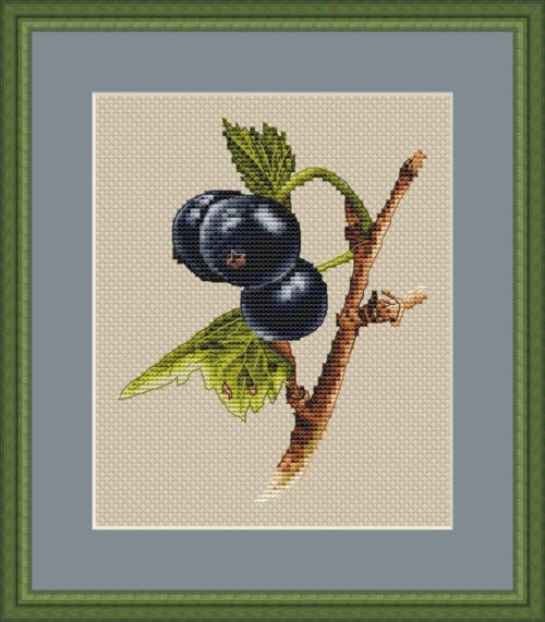A blackcurrant wish - image file