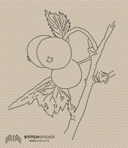 Black currant_first drawing