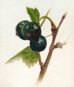 Black currant_illustration by Maria Vovenko