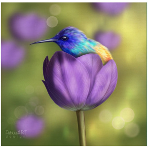 The Hummingbird illustration